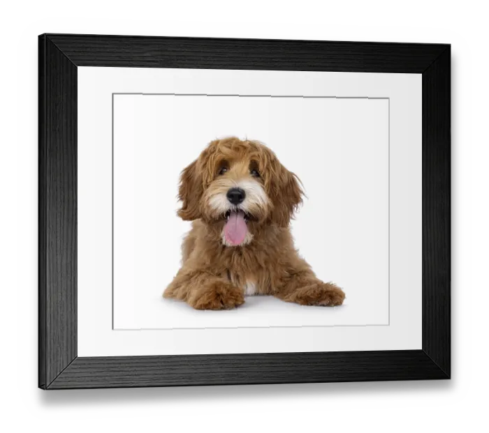 Framed Print : Happy labradoodle dog puppy laying down facing front