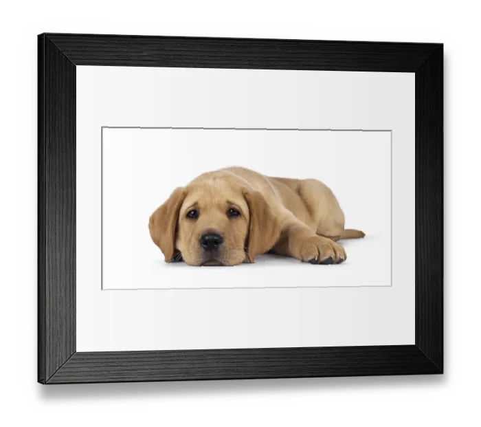 Framed Print : Cute 7 weeks old Labrador dog puppy