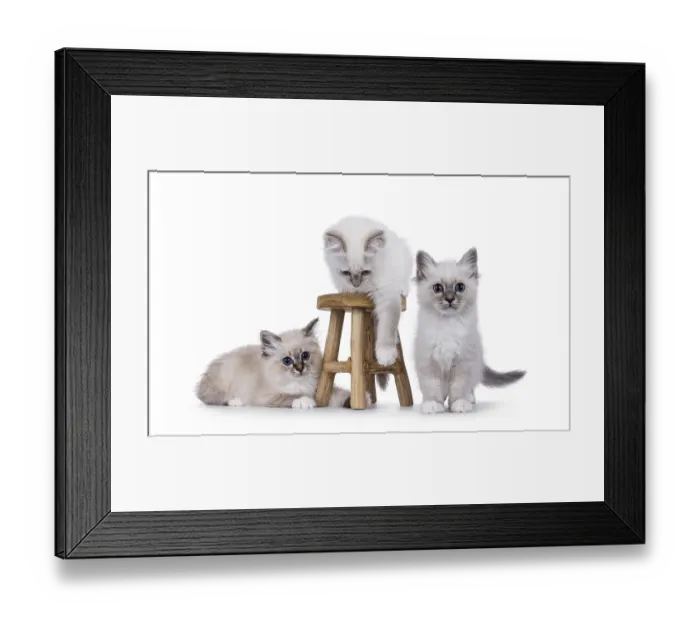 Framed Print : Three adorable sacred birman cat kittens playing