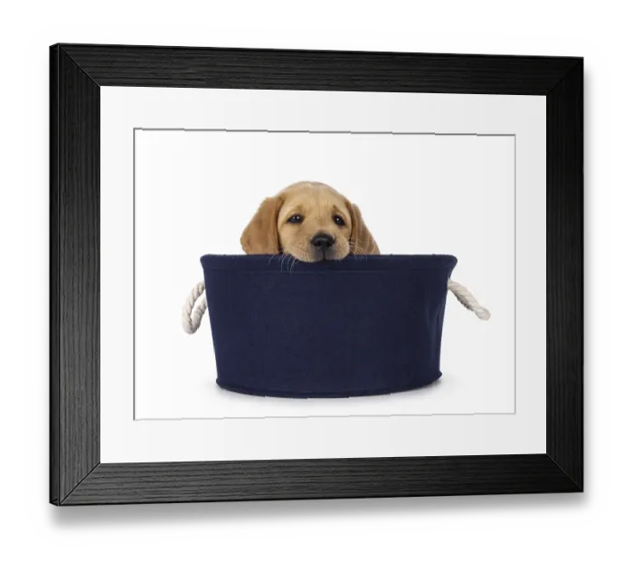 Framed Print : Cute 7 weeks old Labrador dog puppy