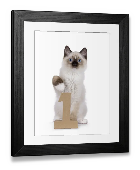 Framed Print : Cute Ragdoll cat kitten sitting beside a paper digit 1