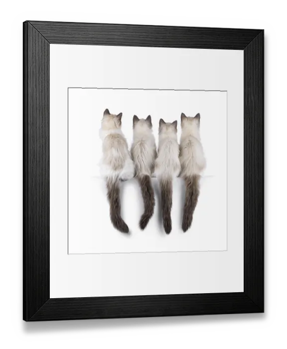 Framed Print : Row of 4 ragdoll cat kittens, sitting backwards beside each other on an edge