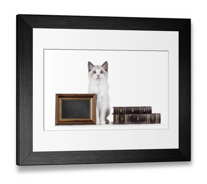 Framed Print : Elegant Ragdoll cat kitten sitting inbetween blackboard copy space filled frame and old books