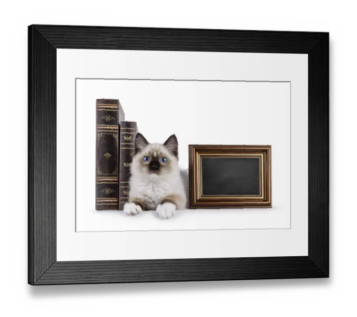 Framed Print : Cute ragdoll kitten laying down facing front inbetween vintage books Framed Print : Cute ragdoll kitten laying down facing front inbetween vintage books
