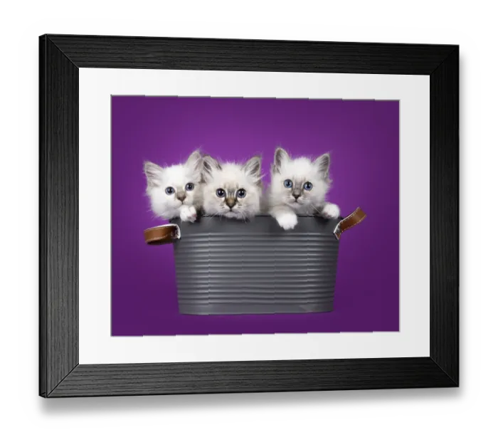 Framed Print : 3 adorable Sacred Birman cat kittens Framed Print : 3 adorable Sacred Birman cat kittens