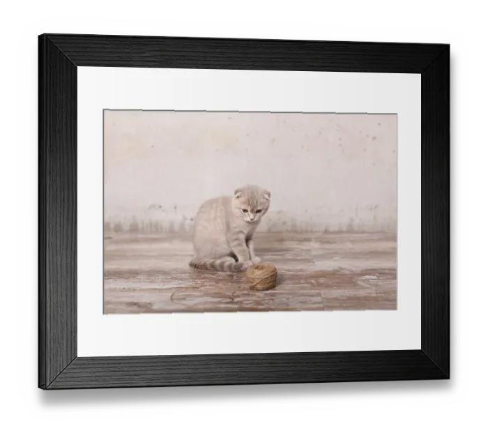 Framed Print : Scottish fold pussy cat on beige background