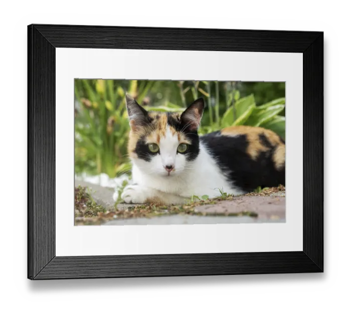 Framed Print : Cute young tricolor stray cat lies