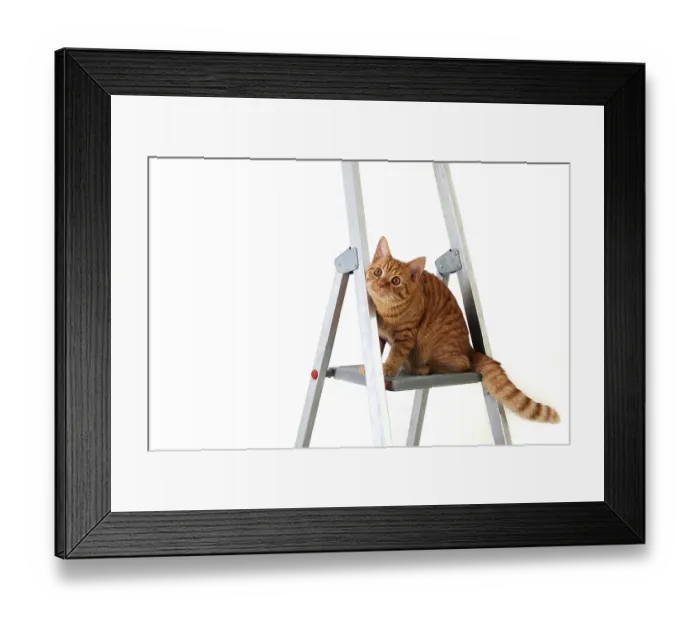 Framed Print : Funny young tabby-red cat sits on construction and repair step-ladder on white background Framed Print : Funny young tabby-red cat sits on construction and repair step-ladder on white background