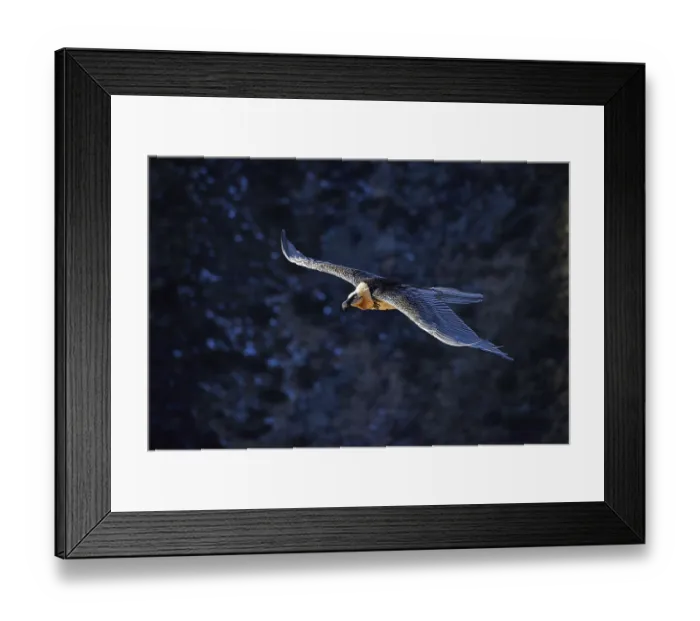 Framed Print : Animals, birds, vultures, bearded vultures
