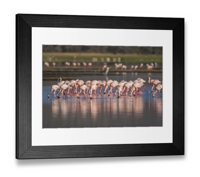 Framed Print : Pink flamingos (Phoenicopterus roseus) Framed Print : Pink flamingos (Phoenicopterus roseus)