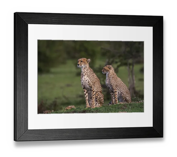 Framed Print : Cheetah (Panthera pardus), South Africa
