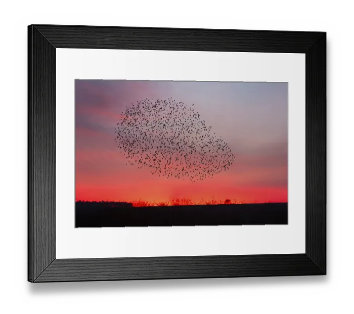 Framed Print : Common starling (Sturnus vulgaris) Framed Print : Common starling (Sturnus vulgaris)