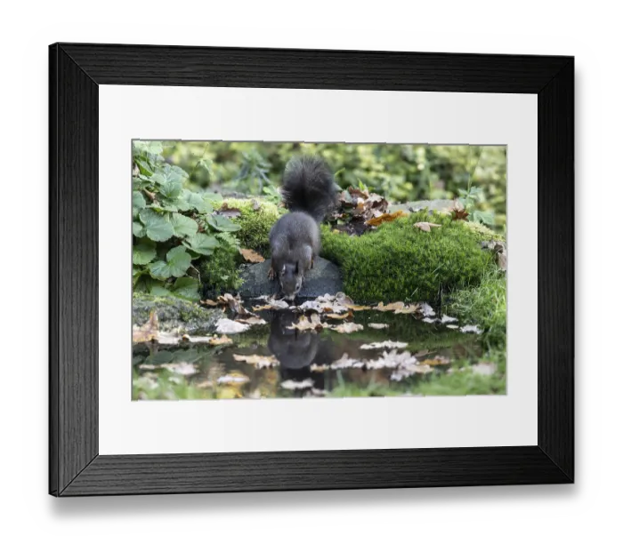 Framed Print : Squirrel (Sciurus vulgaris) drinking