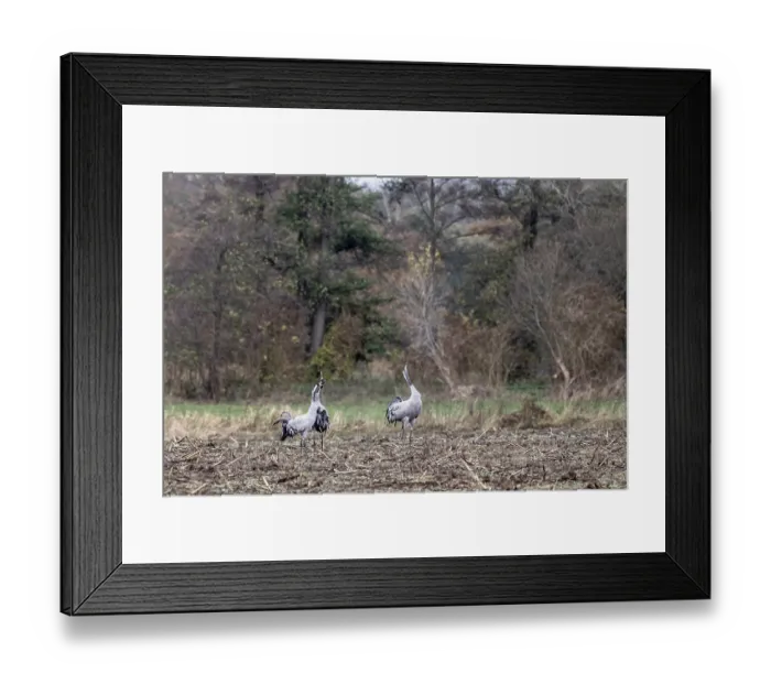 Framed Print : Cranes (Grus grus), calling, Lower Saxony, Germany Framed Print : Cranes (Grus grus), calling, Lower Saxony, Germany