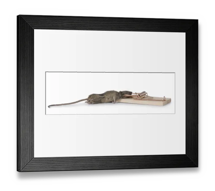 Framed Print : Dead brown common house mouse in wooden trap