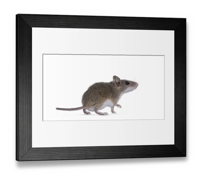 Framed Print : African pygmy mouse aka Mus minutoides and smallest rodent in the world Framed Print : African pygmy mouse aka Mus minutoides and smallest rodent in the world