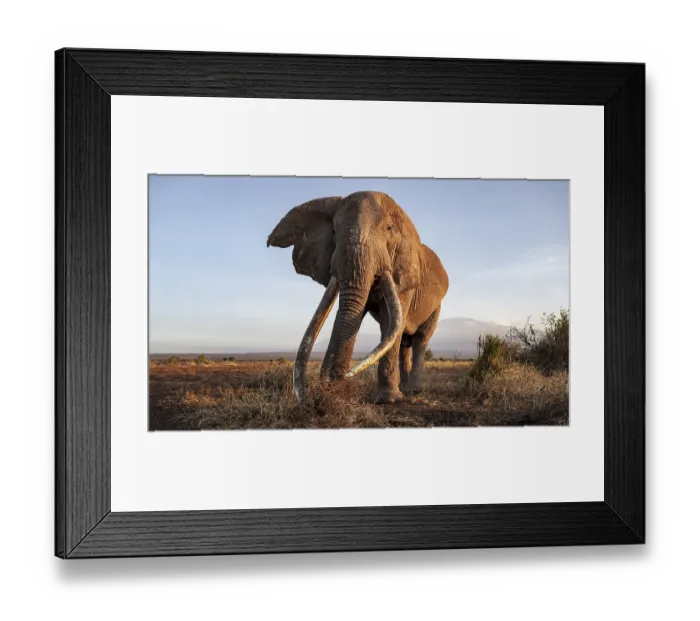 Framed Print : African elephant (Loxodonta africana) Framed Print : African elephant (Loxodonta africana)