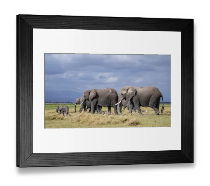 Framed Print : African elephant (Loxodonta africana)
