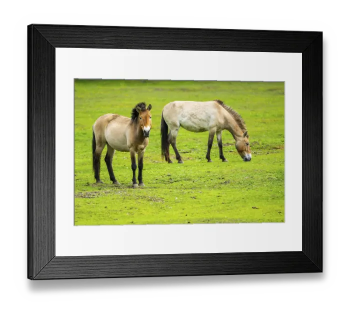 Framed Print : Przewalski's horse (Equus ferus przewalskii) standing on a meadow