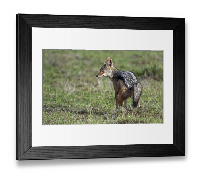 Framed Print : Striped jackal (Canis adustus), South Africa