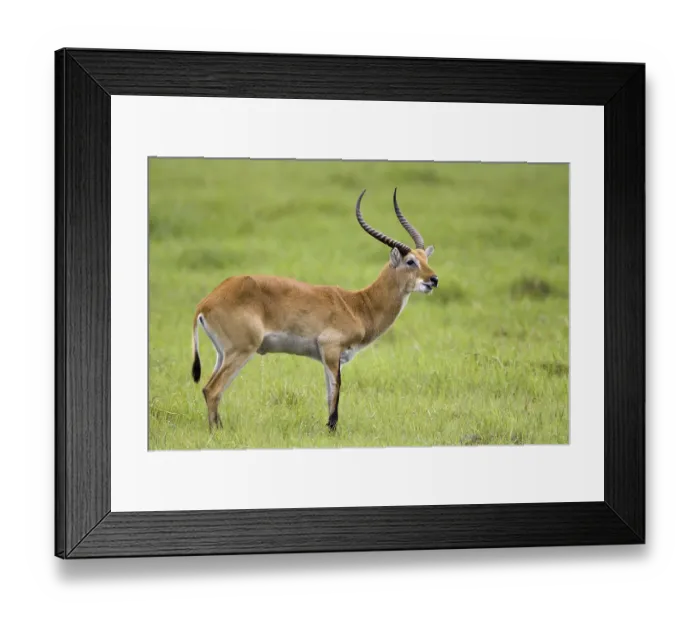 Framed Print : Moor antelope, (Kobus leche), bog antelope buck