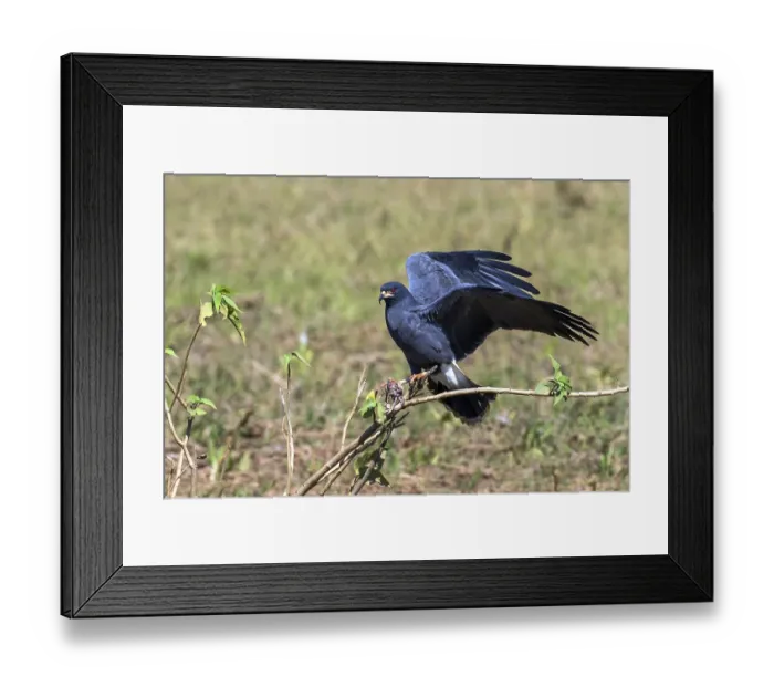 Framed Print : Snail harrier, (Rostrhamus sociabilis) Framed Print : Snail harrier, (Rostrhamus sociabilis)
