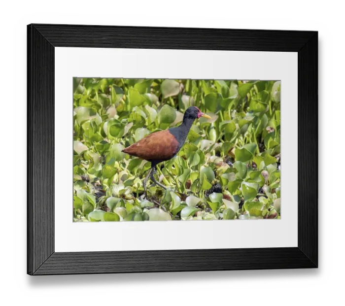 Framed Print : Red-fronted leafchicken (Jacana jacana)
