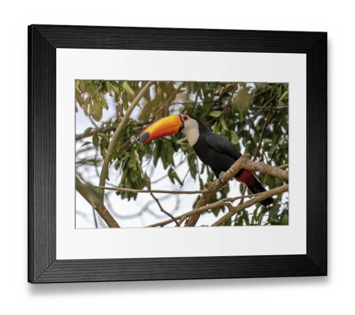 Framed Print : Giant toucan (Ramphastos toco) Framed Print : Giant toucan (Ramphastos toco)
