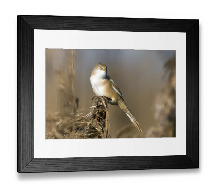 Framed Print : Bearded tit (Panurus biarmicus)
