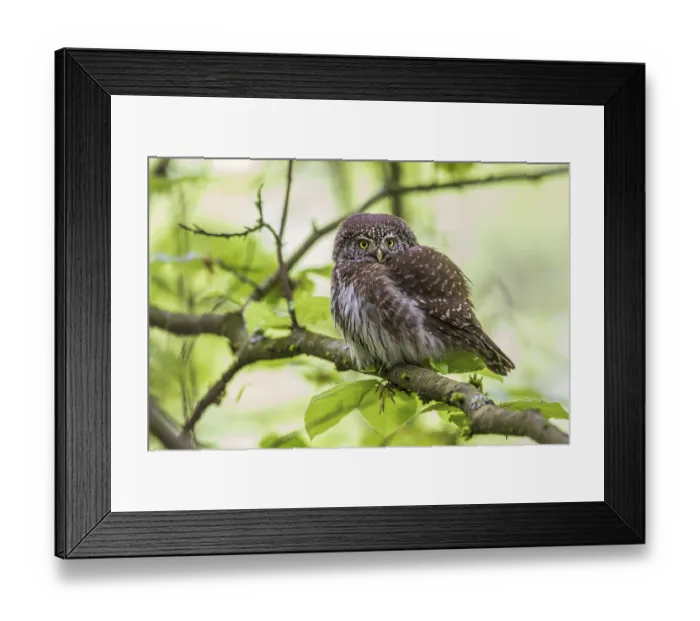 Framed Print : Sparrow owl (Glaucidium passerinum) Framed Print : Sparrow owl (Glaucidium passerinum)