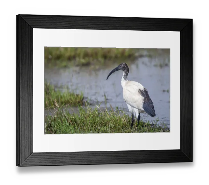 Framed Print : Sacred ibis (Threskiornis aethiopicus)