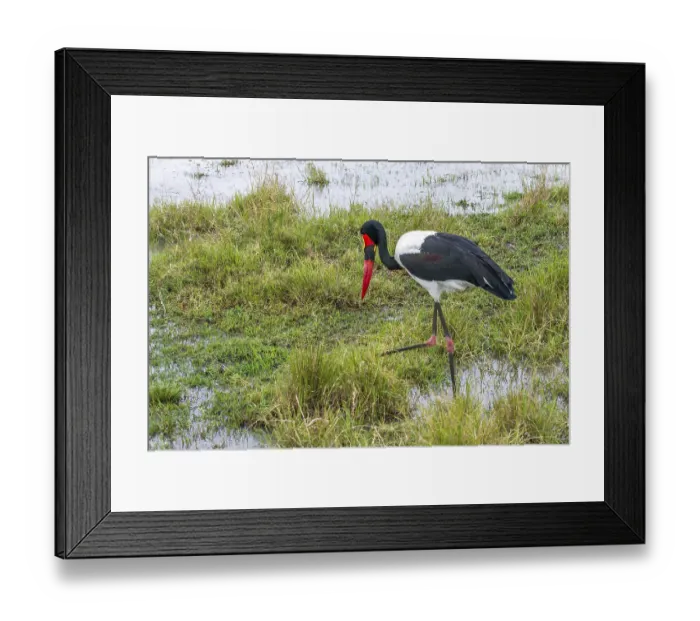 Framed Print : Saddle Stork (Ephippiorhynchus senegalensis)