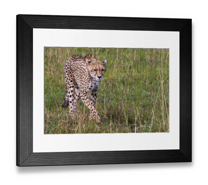 Framed Print : Cheetah (Panthera pardus), Masai Mara, Kenya