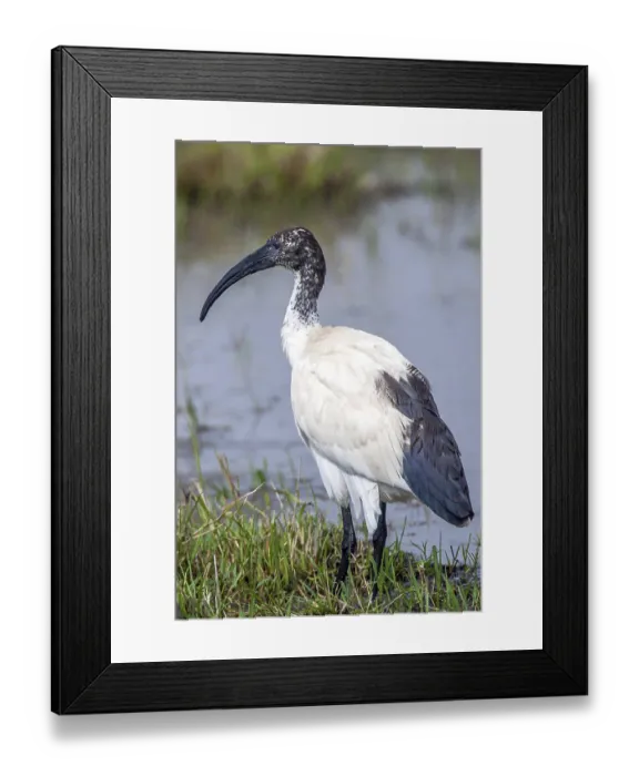 Framed Print : Sacred ibis (Threskiornis aethiopicus)
