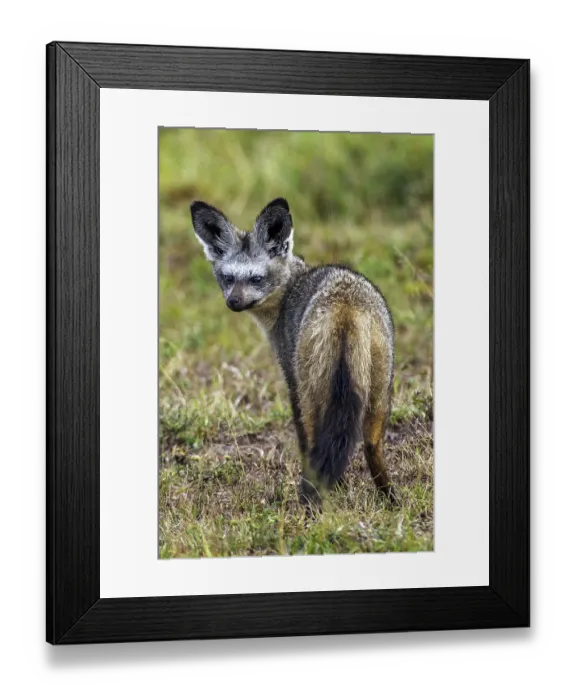 Framed Print : Spoondogs (Otocyon megalotis), South Africa