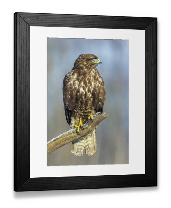 Framed Print : Common buzzard sitting room, (Buteo buteo) Framed Print : Common buzzard sitting room, (Buteo buteo)