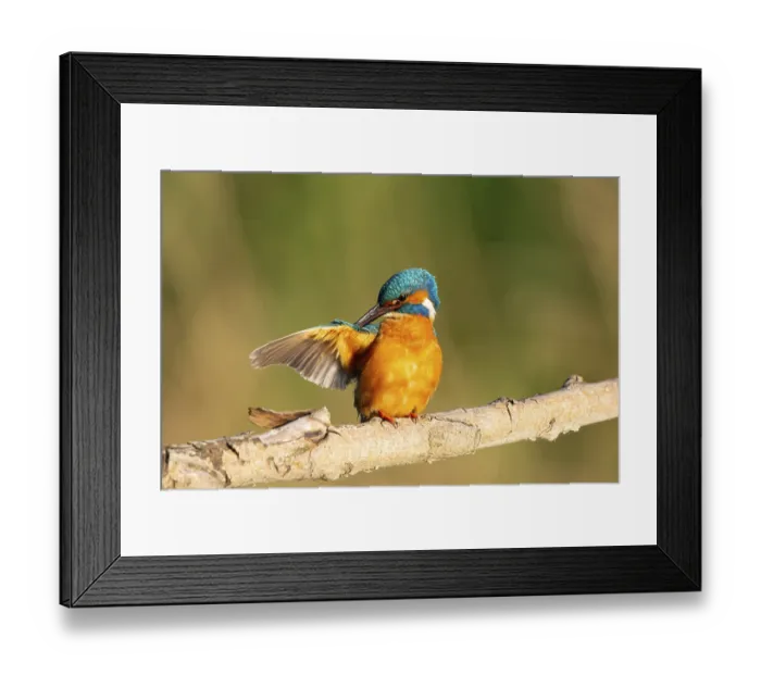 Framed Print : Kingfisher sitting room, biotope Framed Print : Kingfisher sitting room, biotope