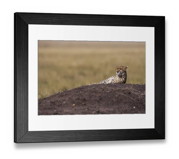 Framed Print : Resting cheetah (Acinonyx jubatus)