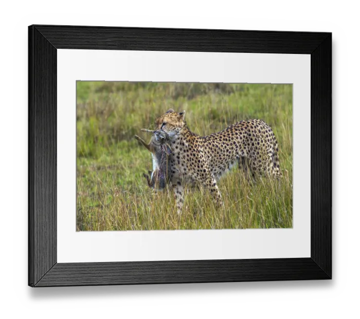 Framed Print : Cheetah (Acinonyx jubatus) with hunting prey