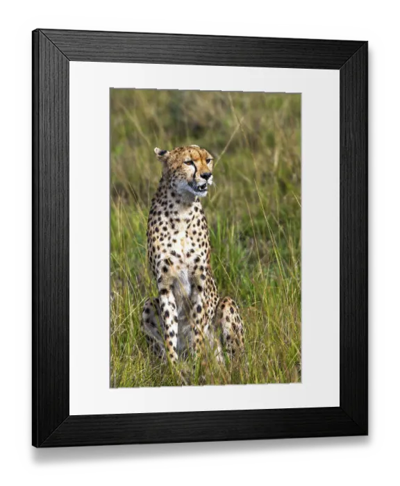 Framed Print : Cheetah (Acinonyx jubatus), Masai Mara National Park Framed Print : Cheetah (Acinonyx jubatus), Masai Mara National Park