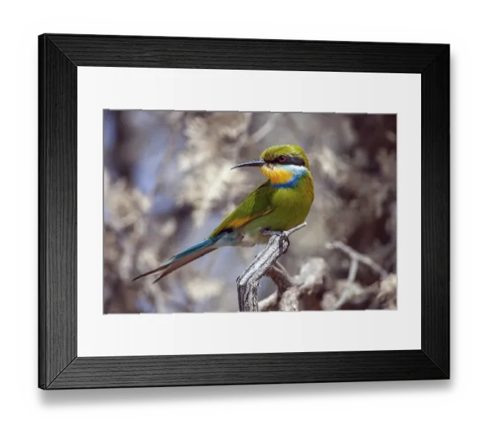 Framed Print : African bee-eater (Merops apiaster), South Africa
