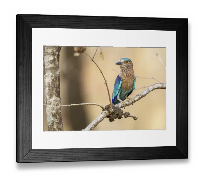 Framed Print : Hinduracke sitting area, (Coracias benghalensis)