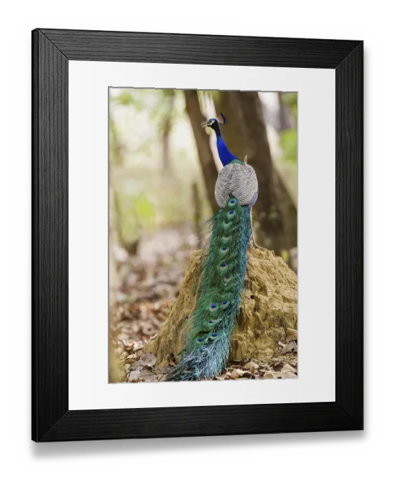 Framed Print : Blue peacock (Pavo cristatus), India Framed Print : Blue peacock (Pavo cristatus), India