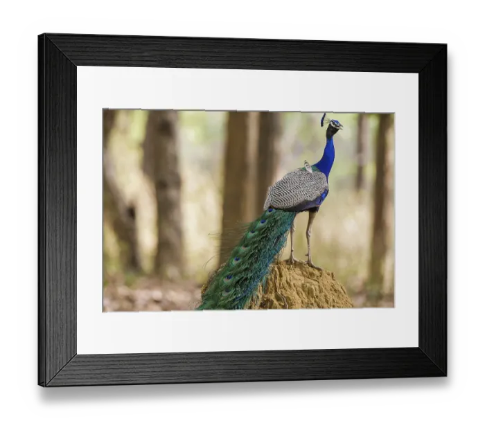 Framed Print : Blue peacock (Pavo cristatus), India