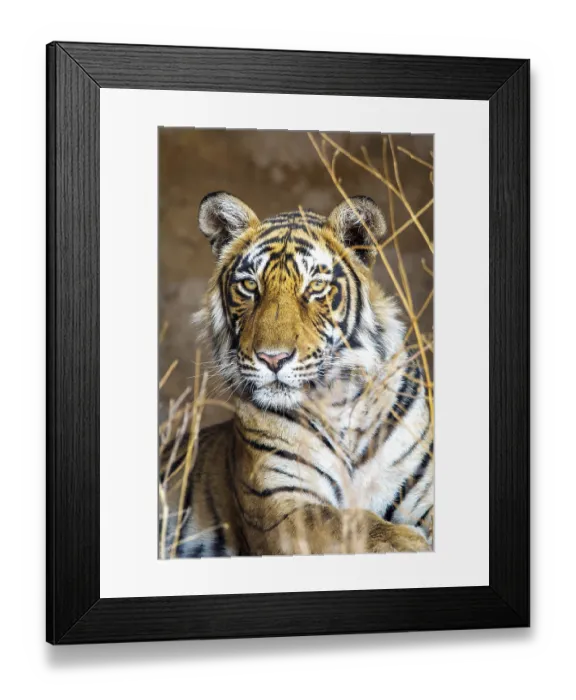 Framed Print : King tiger (Panthera tigris tigris)