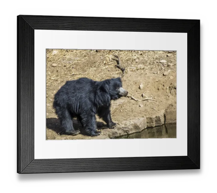 Framed Print : Sloth bear (Melursus ursinus), Radjasthan, India