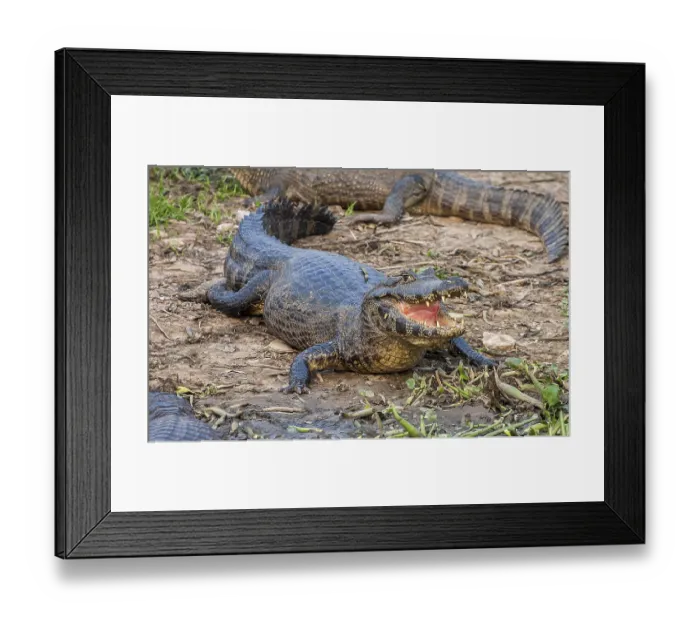 Framed Print : Spectacular caiman (Caiman yacare)