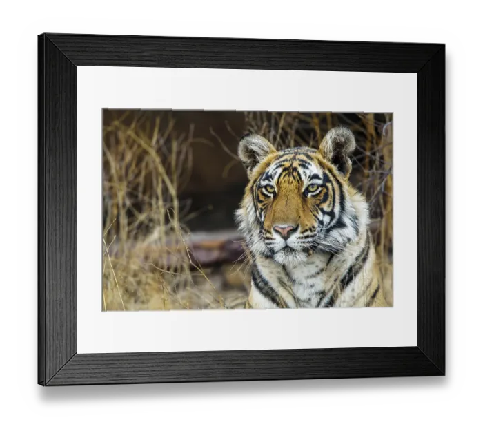 Framed Print : King tiger (Panthera tigris tigris) Framed Print : King tiger (Panthera tigris tigris)