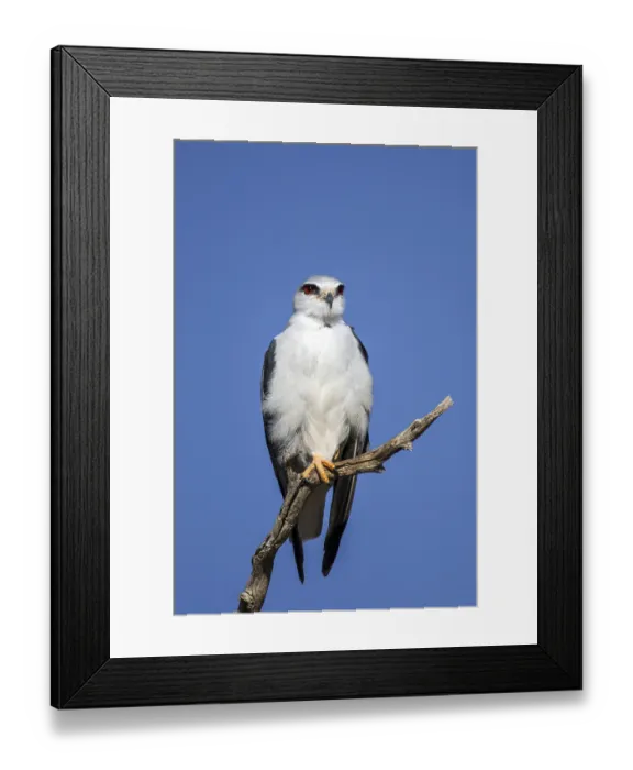 Framed Print : Gliding tar sitting room (Elanus caeruleus)