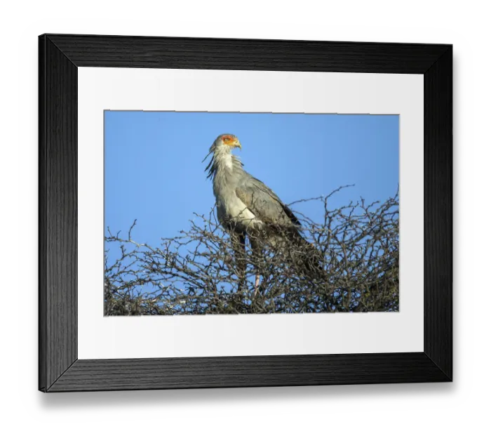 Framed Print : Secretary (Sagittarius serpentarius)